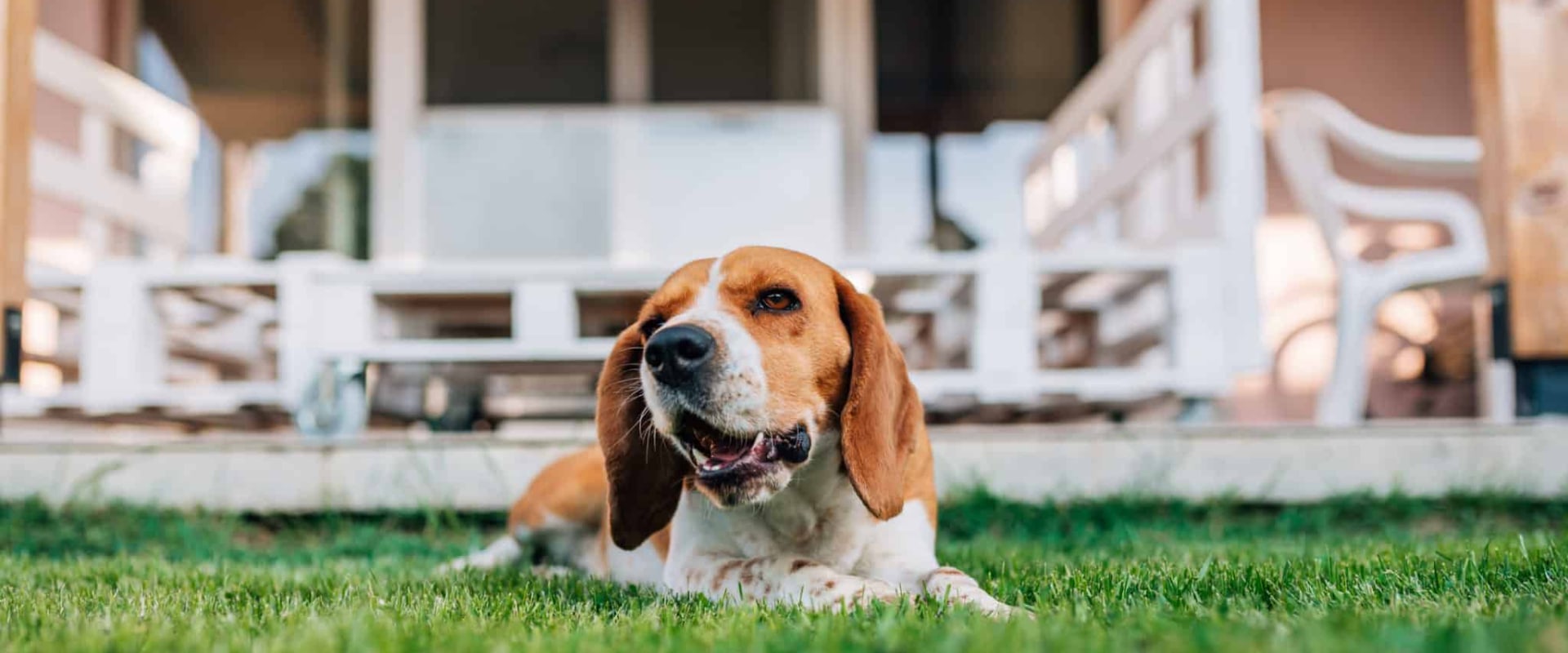Do Pet Sitters in Nashville, TN Offer Yard Clean-Up Services?