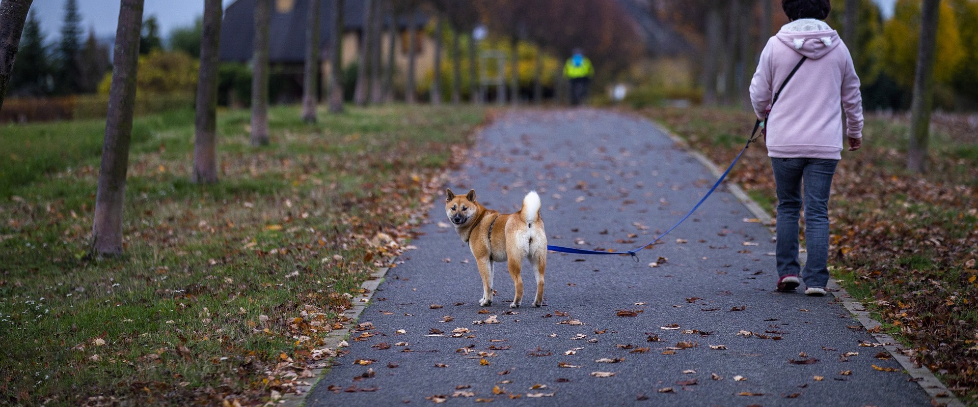 Do Pet Sitters in Nashville, TN Offer Training Services?