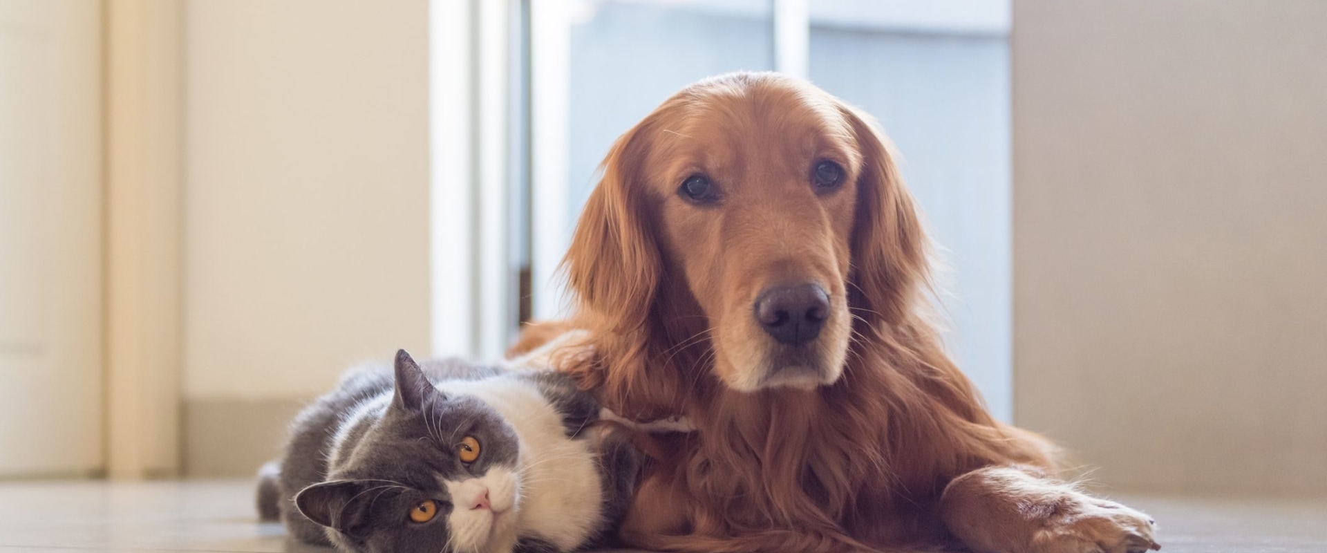 Do Pet Sitters in Nashville, TN Offer Bird Sitting Services?