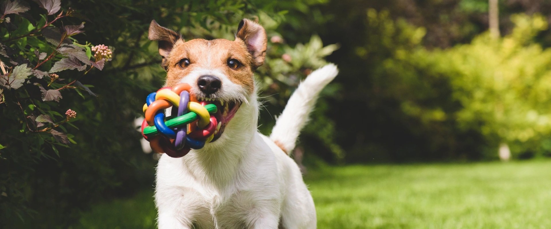 Special Offers for Pet Sitting Services in Nashville, TN