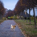 Do Pet Sitters in Nashville, TN Offer Medication Administration Services?