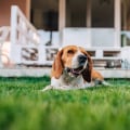 Do Pet Sitters in Nashville, TN Offer Yard Clean-Up Services?