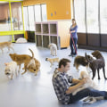 Keeping Your Furry Friends Happy And Safe With Top Pet Sitter Services In Nashville, TN
