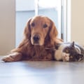 Finding the Best Referral Programs for Pet Sitting Services in Nashville, TN