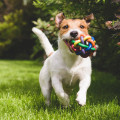 Do Pet Sitters in Nashville, TN Provide Playtime and Exercise Services?