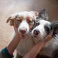 What is the Average Daily Rate for Pet Sitters in Nashville, TN?