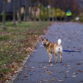 Do Pet Sitters in Nashville, TN Offer Training Services?