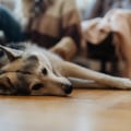 What is the Liability Policy for Pet Sitting Services in Nashville, TN?