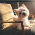 Do Pet Sitters in Nashville, TN Offer Home Security Services?