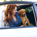 Do Pet Sitters in Nashville, TN Provide Transportation Services?