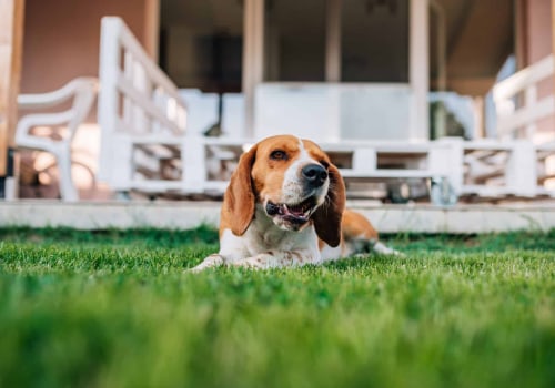 Do Pet Sitters in Nashville, TN Offer Yard Clean-Up Services?