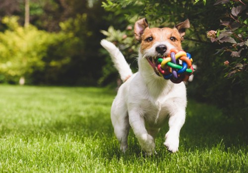 Do Pet Sitters in Nashville, TN Provide Playtime and Exercise Services?