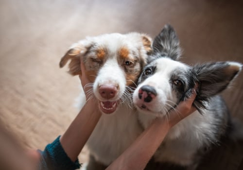 What is the Average Daily Rate for Pet Sitters in Nashville, TN?