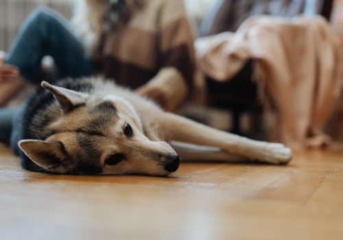 What is the Liability Policy for Pet Sitting Services in Nashville, TN?