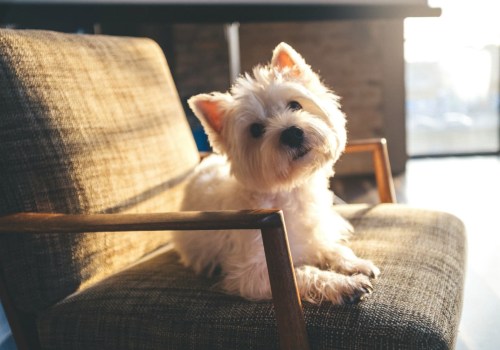 Do Pet Sitters in Nashville, TN Offer Home Security Services?