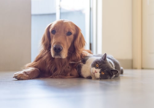 Do Pet Sitters in Nashville, TN Offer Grooming Services?